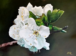 La flor del ciruelo Oleo sobre lienzo (80x60 cm.) (octubre de 2015) (Colección privada) ¡¡¡VENDIDO!!!