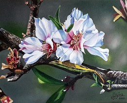 Almendros en flor (Santiago del Teide) Oleo sobre lienzo (41x33 cm.) (enero de 2020) (obra inspirada en la fotografía de Antonio Jesús Méndez Barrera)