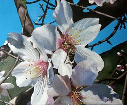 Almendros en flor II Oleo sobre lienzo (41x33 cm.) (Enero de 2015) (Colección privada) ¡¡¡VENDIDO!!!