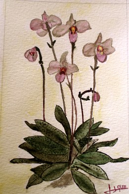 Orquídeas Acuarela (febrero de 2006)