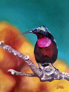 54. COLIBRÍ Colibrí